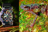 relates to Thought Extinct, a Rainbow-Colored Frog Inspires a Pretty Snazzy G-Shock