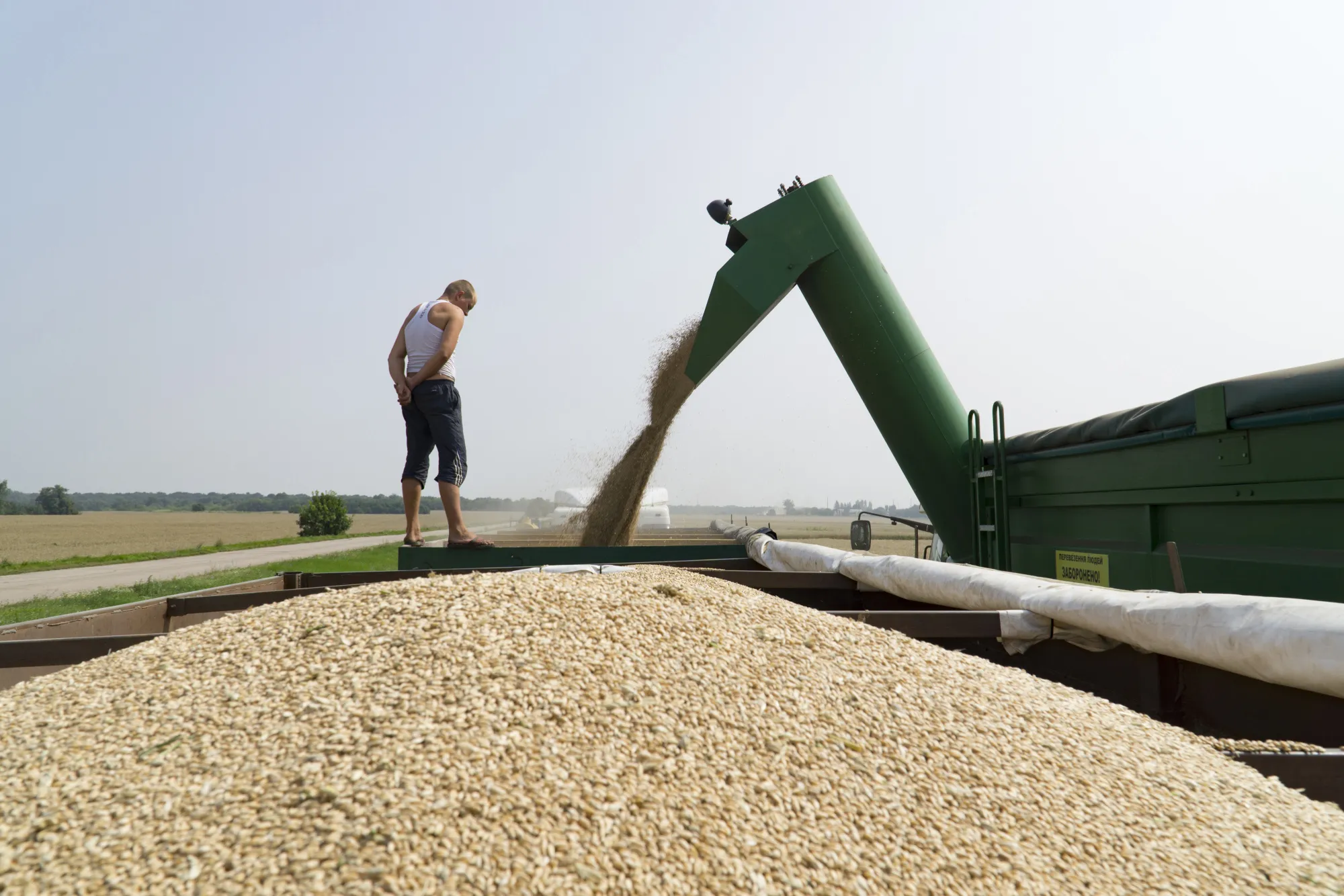 A worker directs the funnelling of wheat during a&nbsp;harvest in Varva, Ukraine.