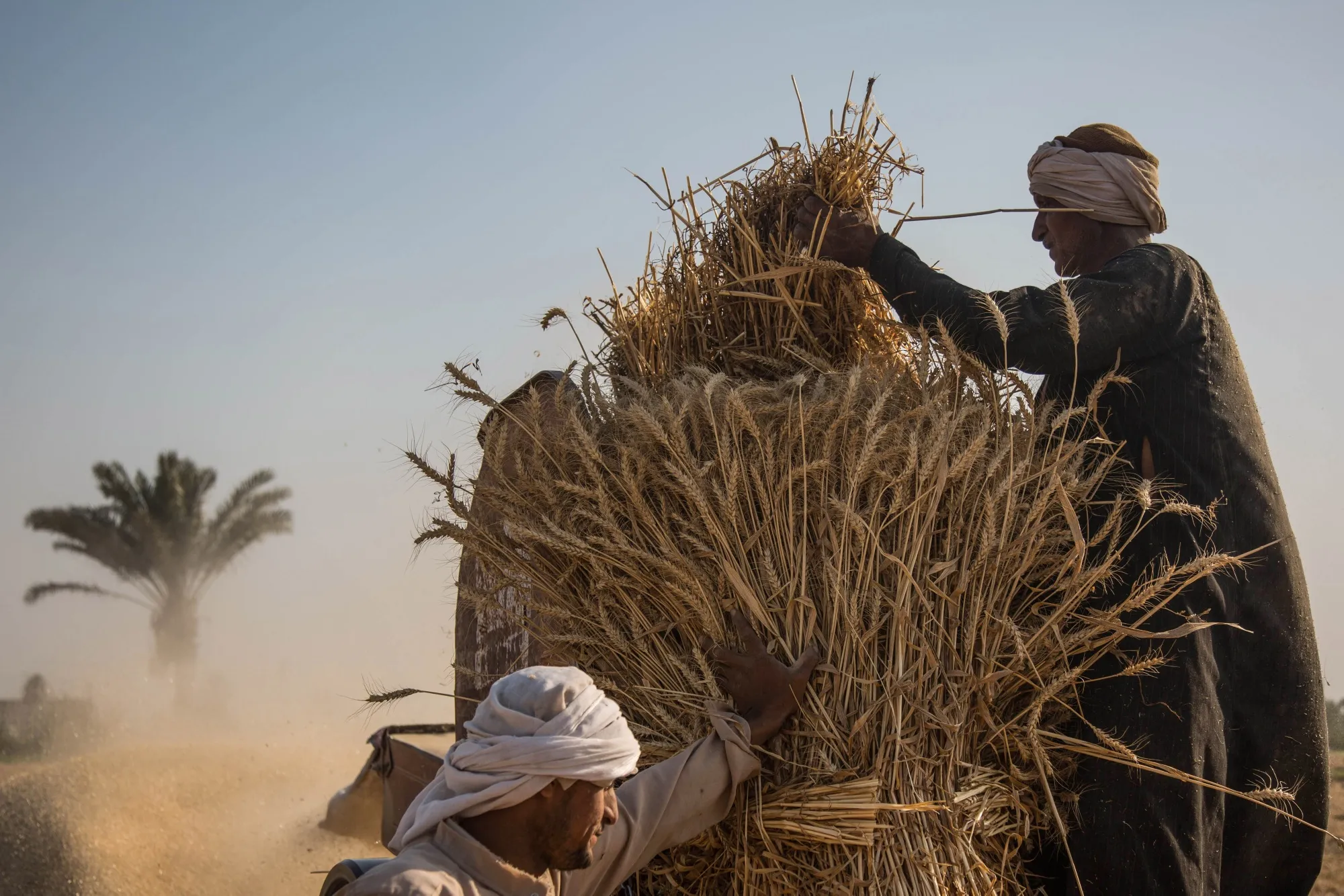 Workers harvest wheat in Fayoum, Egypt, in May.