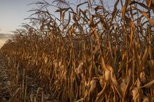 Corn grows on a farm.