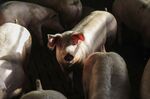 Sunlight illuminates pigs in an indoor pigsty on a livestock farm in Ohrenbach, Germany, on Monday, Jan. 20, 2020.