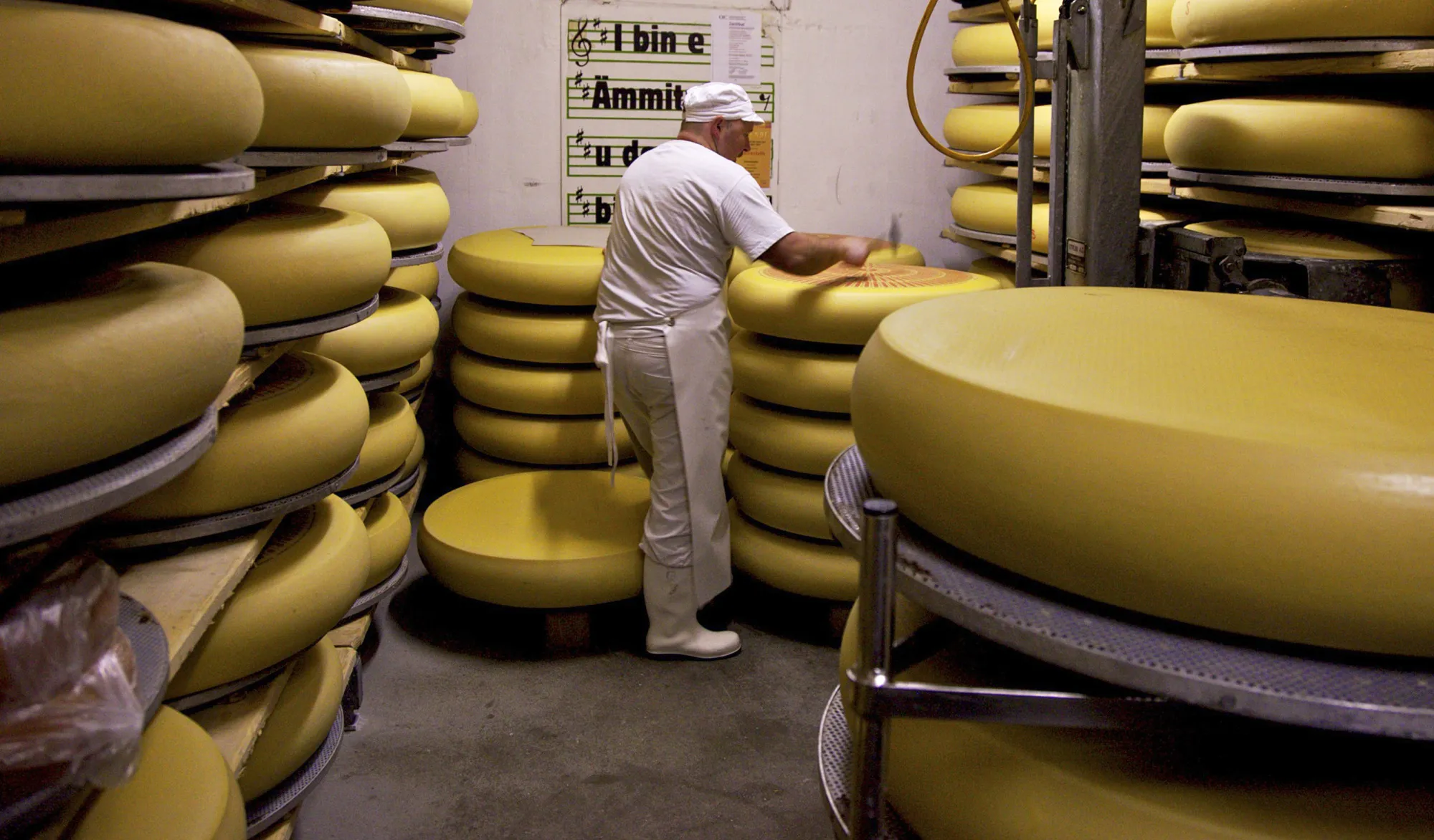 An employee tests a whole cheese for holes in the fermenting cellar at a dairy in Hupfenboden, Switzerland.
