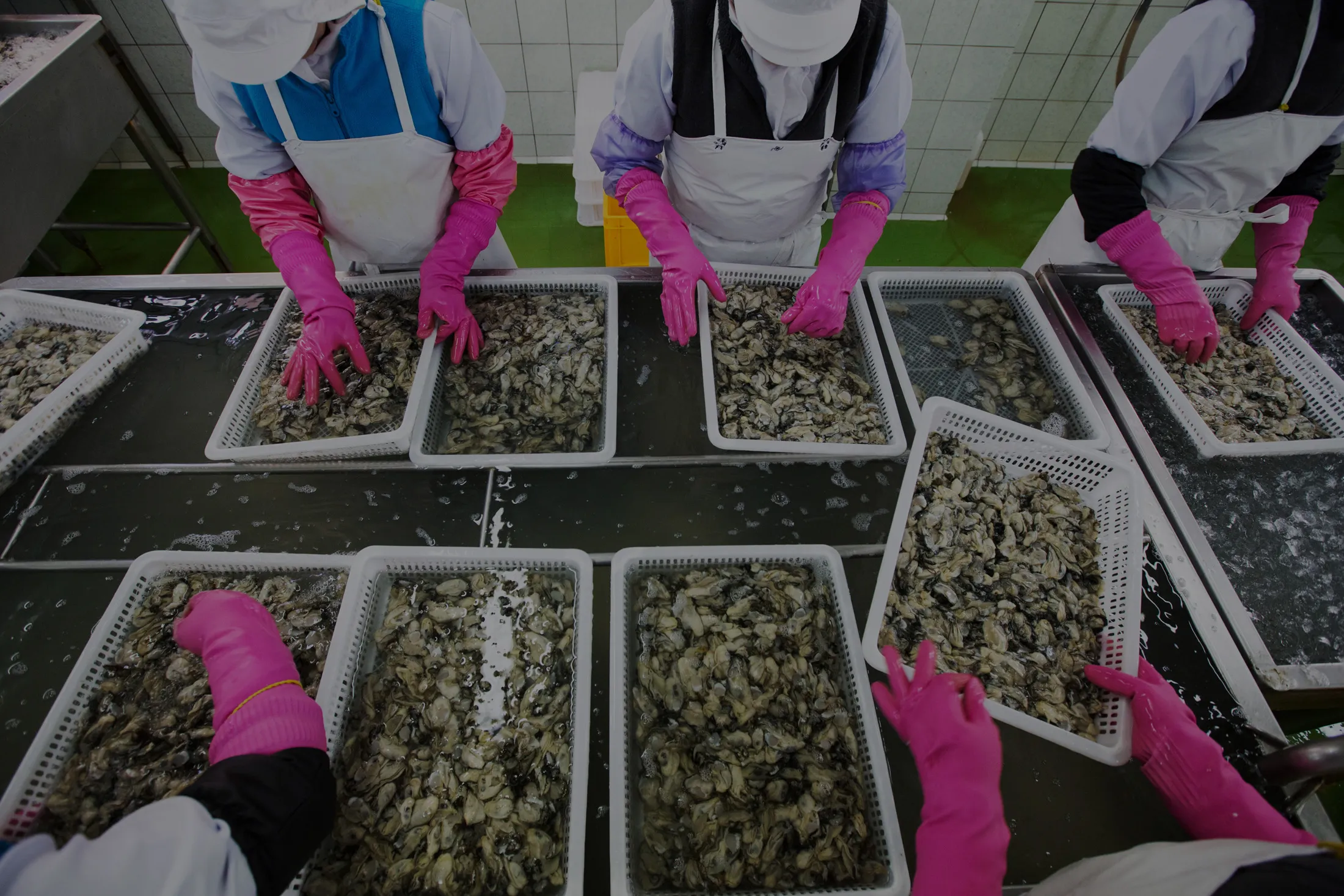 Oyster Harvesting In South Korea