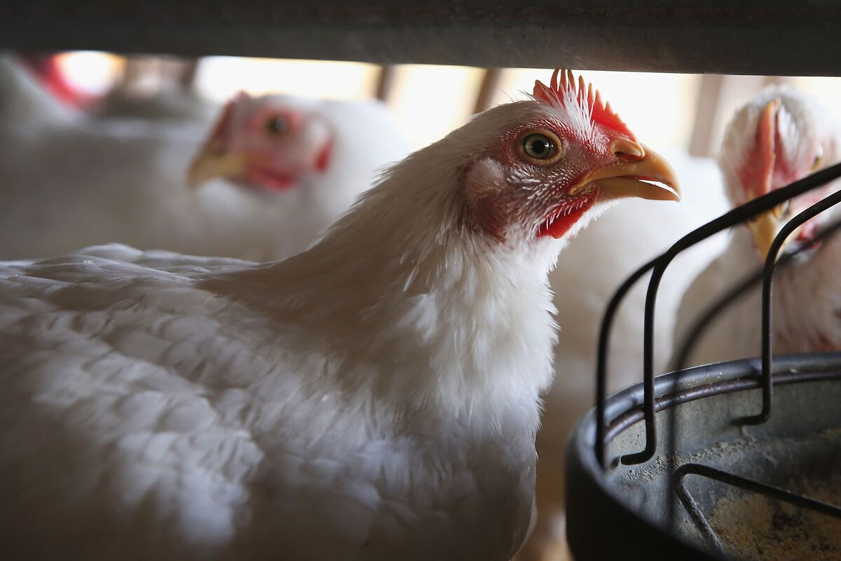 Britain on bird flu red alert as health chiefs tracking outbreak