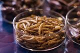 Edible Insect Bar In Singapore