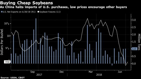 Soybeans Post Record Rally With Demand Gain Overshadowing Trade War