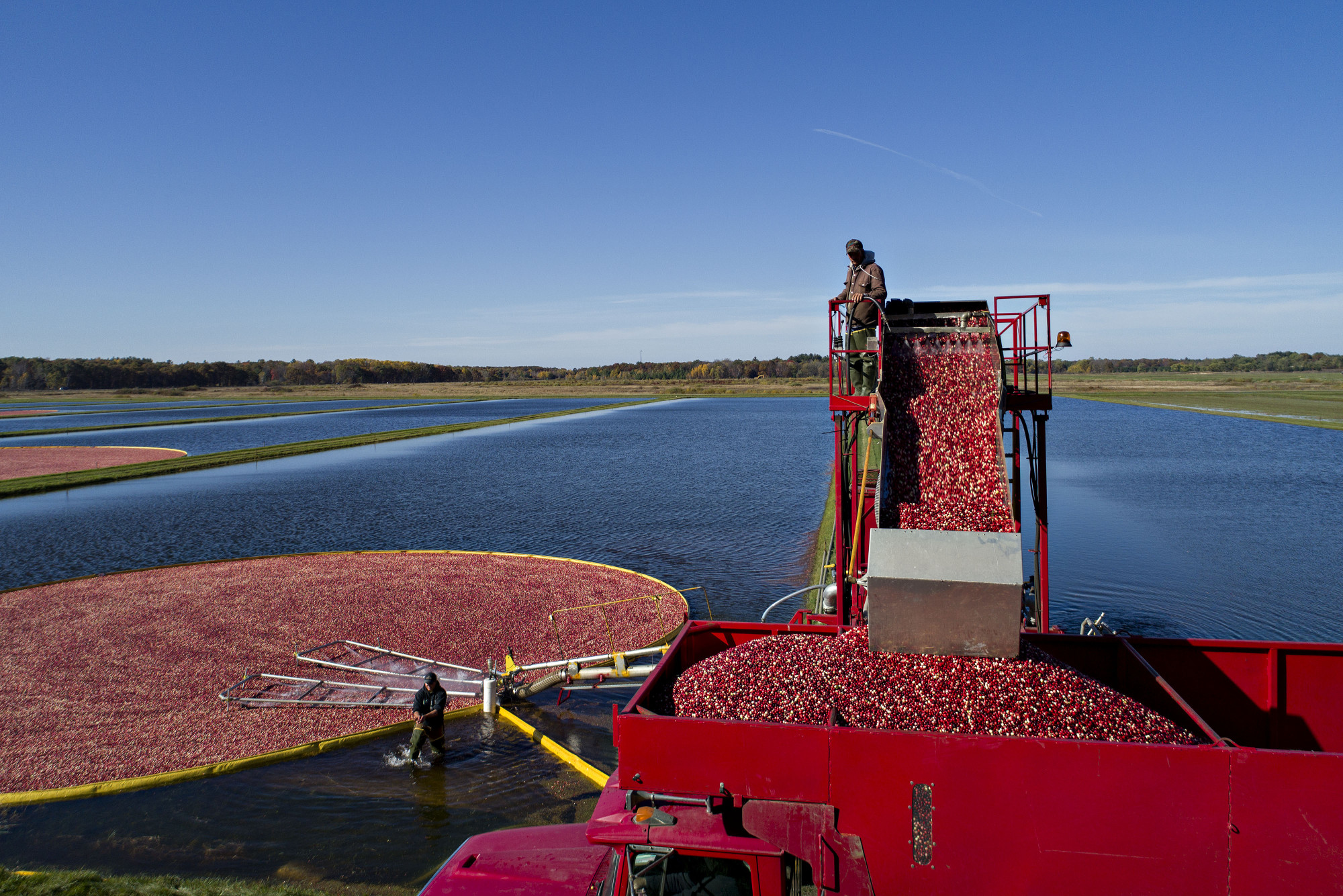 Food Crisis Price Of Your Thanksgiving Cranberries Indicates A    1x 1 