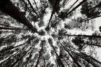 Tesla Inc. Gets Go-Ahead to Resume Clearing Forest in Germany