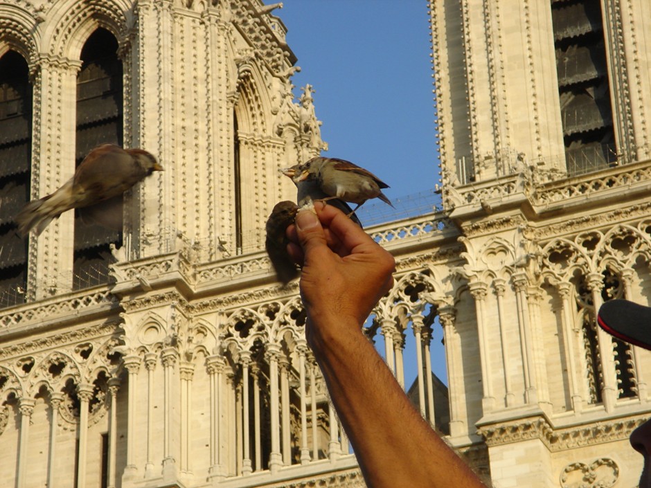 Parisian sparrows outside Notre Dame Cathedral, back in 2006.