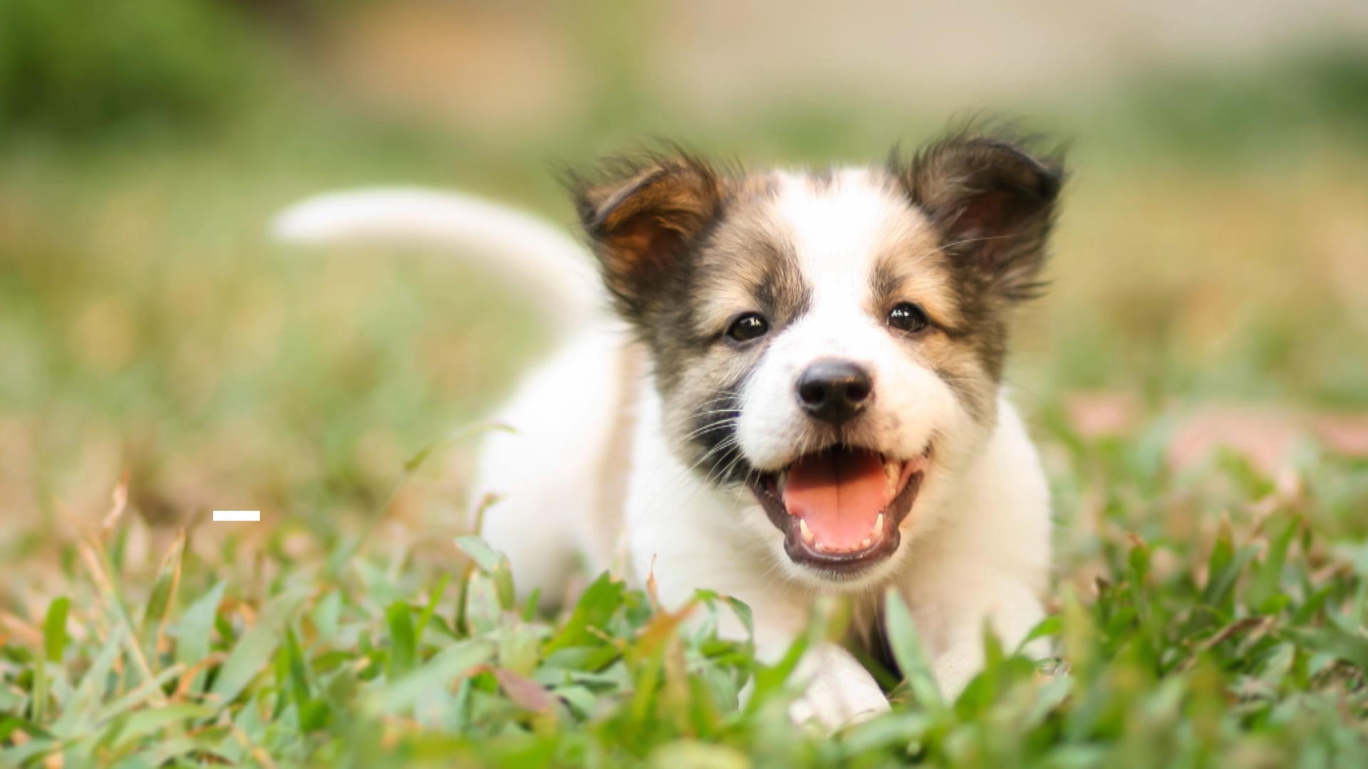 HOT Most Popular Dog Akc Mixed Breeds List Most Popular Dogs