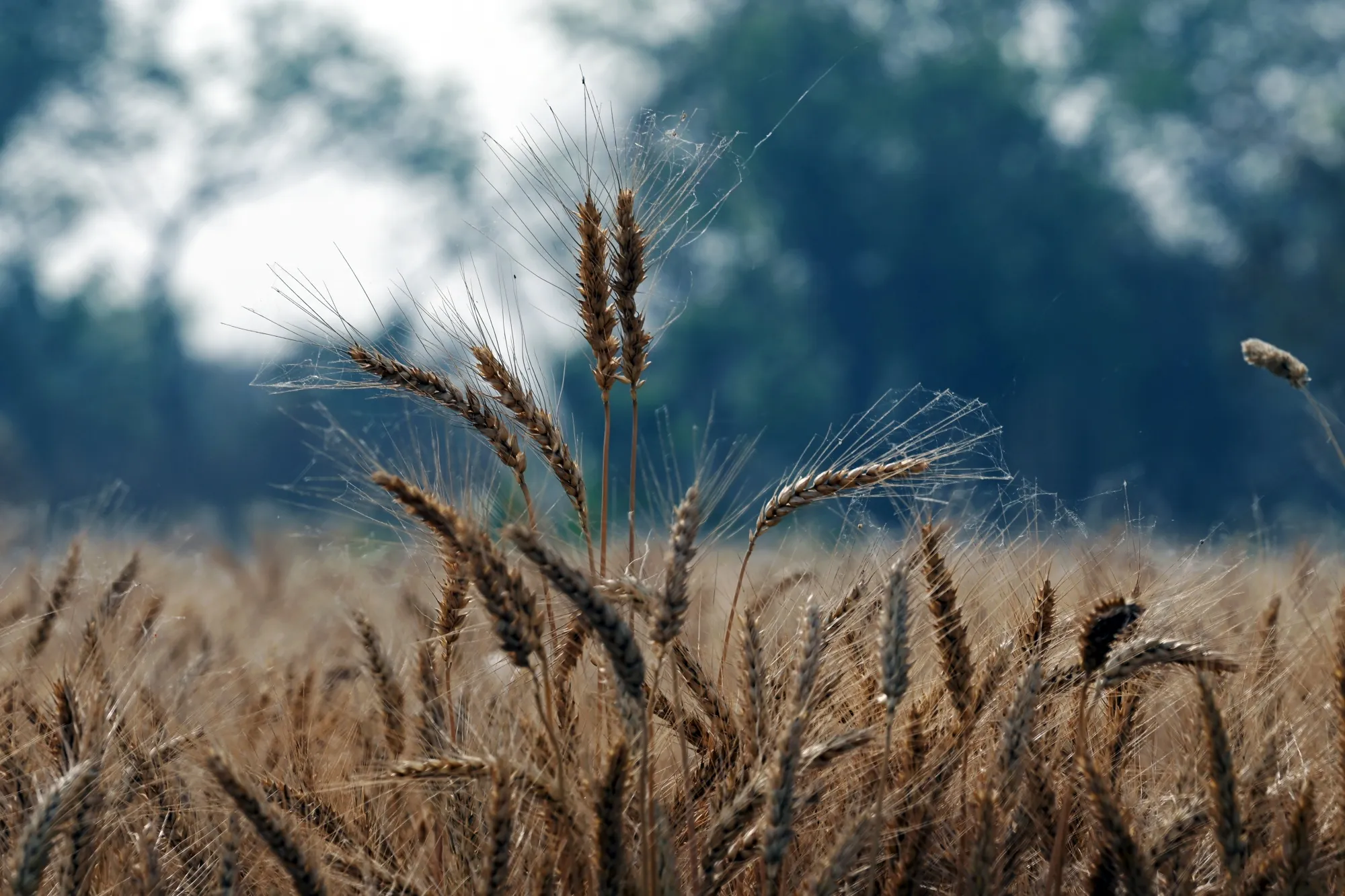 Bad weather and war are threatening to keep the world’s wheat supplies.