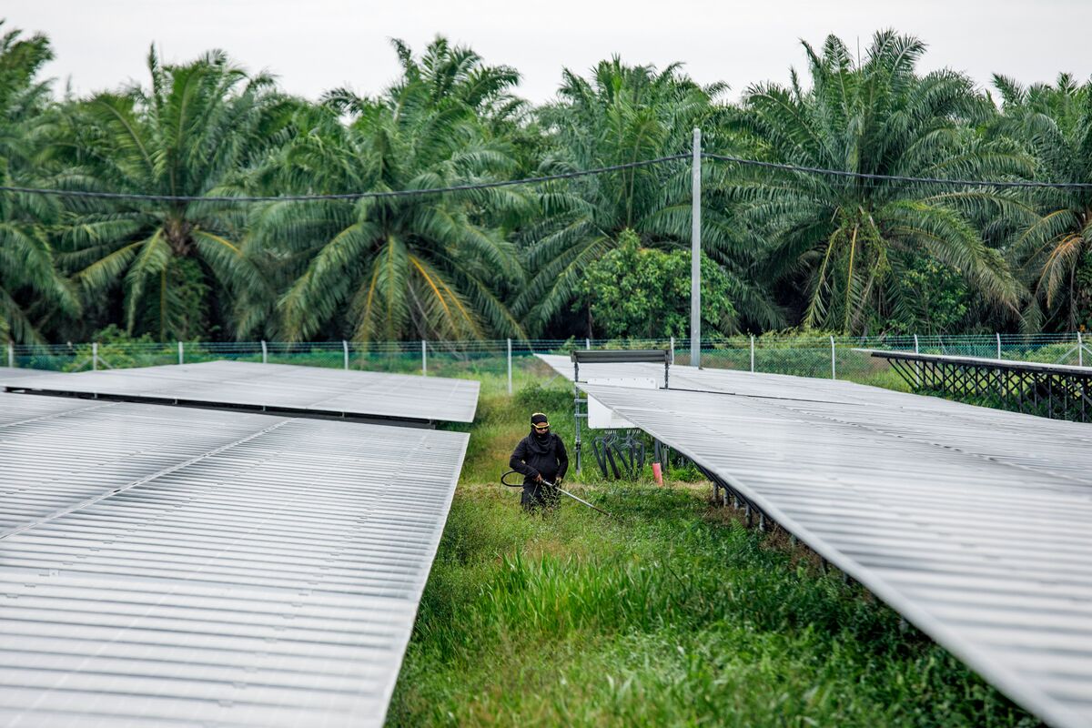 AI Boom Is Turning Malaysia’s Palm Oil Estates Into Data Centers