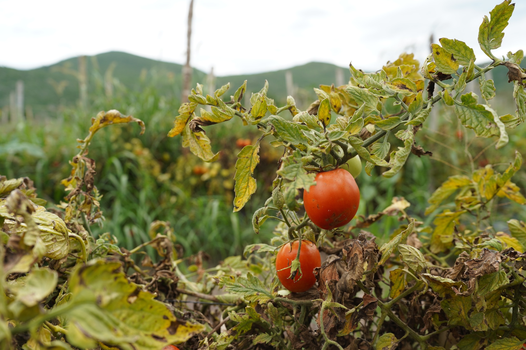Damaged tomato plants at a farm in Rioverde, San Luis Potosi state, Mexico on June 17. Photographer: Mauricio Palos/Bloomberg