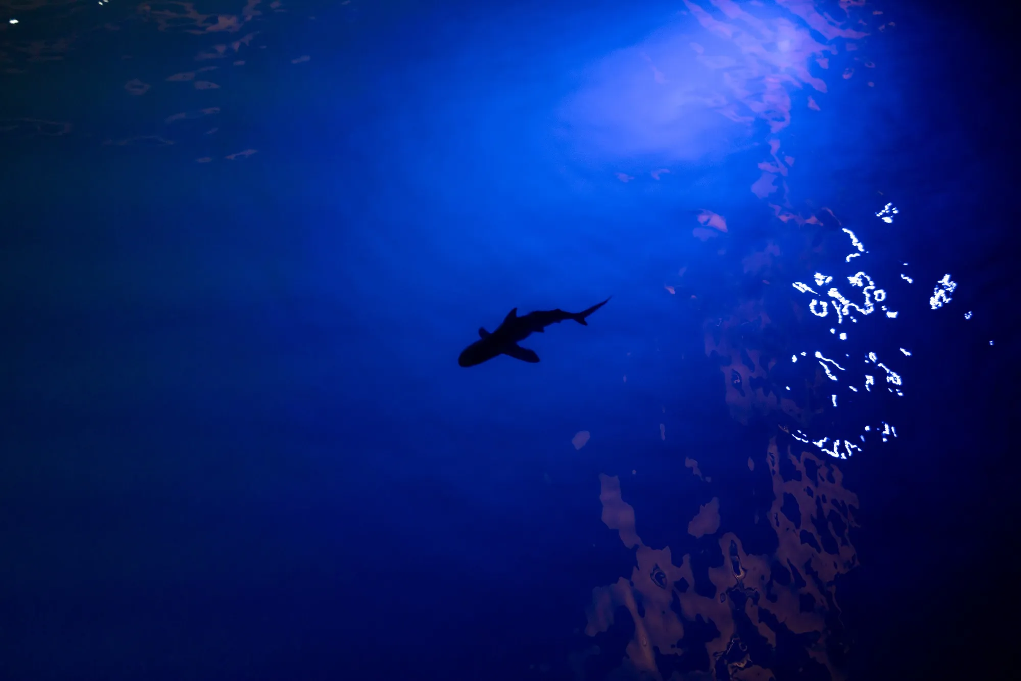 A shark swims near Puerto Ayora, Galapagos Islands, Ecuador.