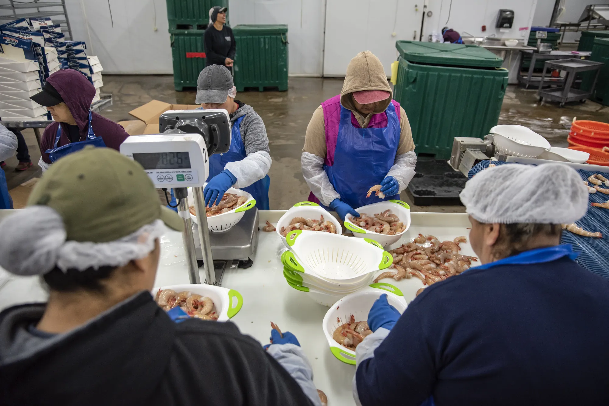 Workers sort and weigh shrimp at a shrimp farm in Palacios, Texas.