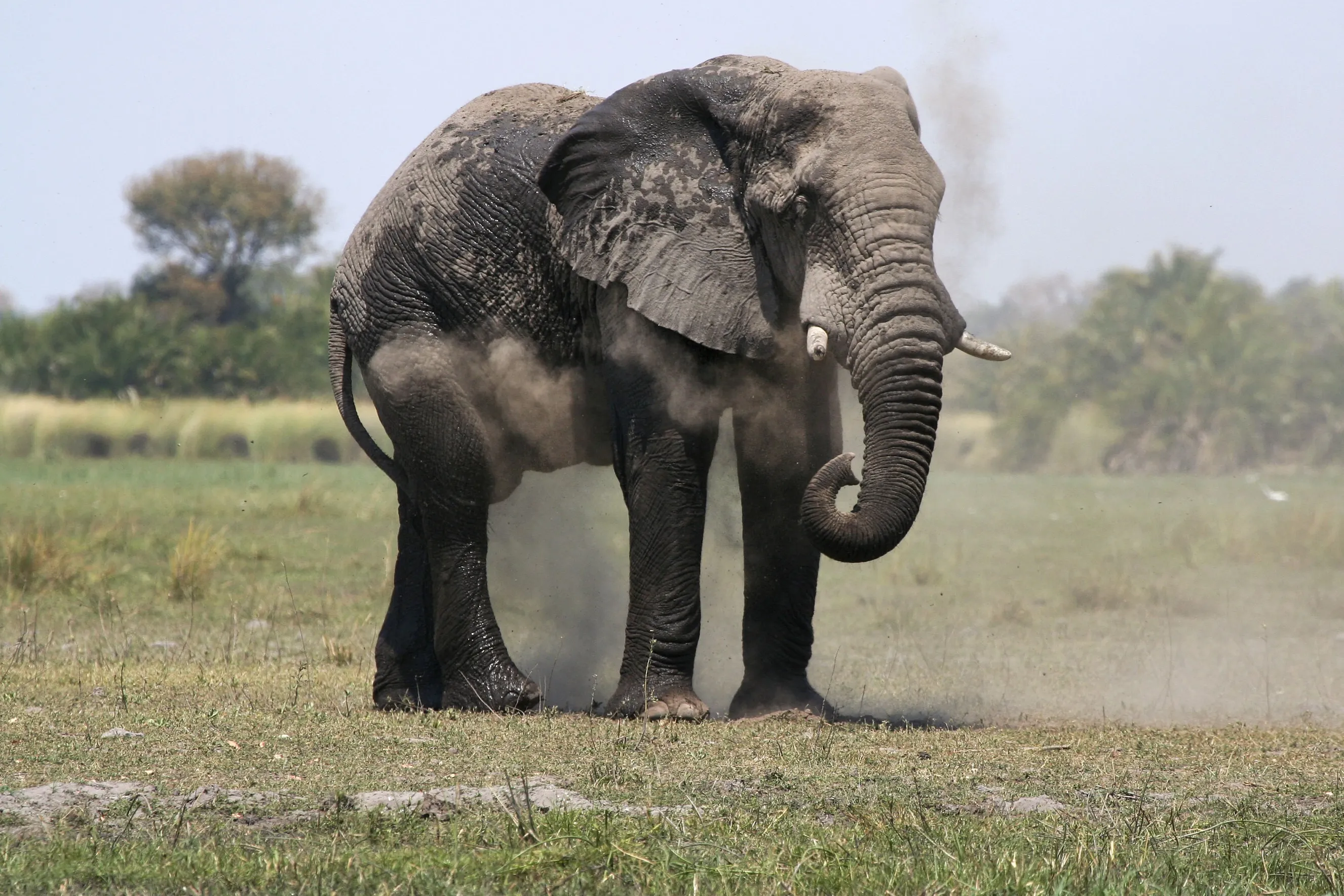 Of the five nations where elephants live, the survey found that Botswana with 131,909 has the largest elephant population.