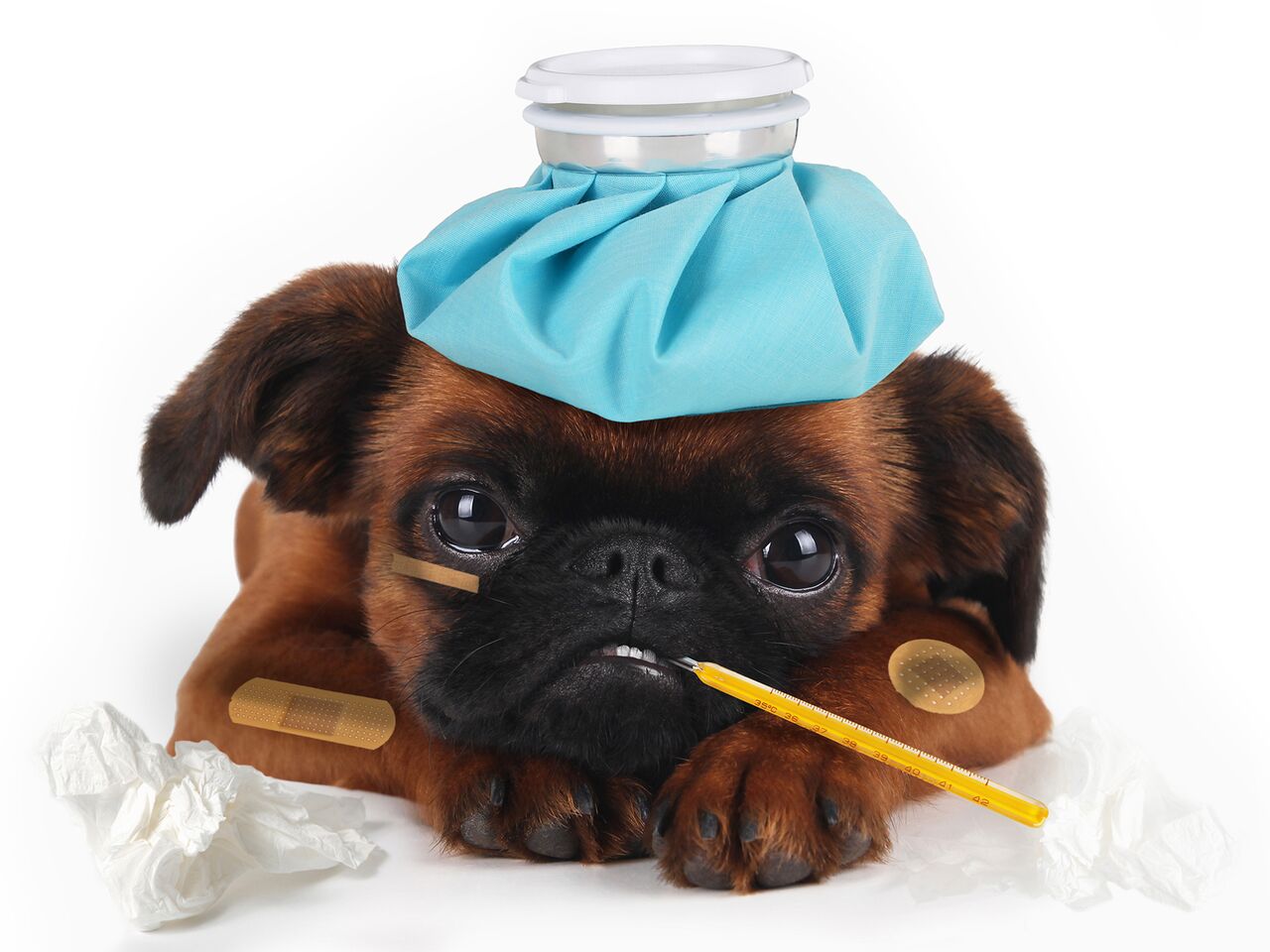 Coffee Empire JAB Eyes CompassionFirst Pet Hospitals Bloomberg