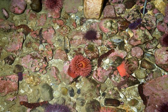 Scientists Are Breeding Sea Stars in a Lab to Rehabilitate Warming Oceans