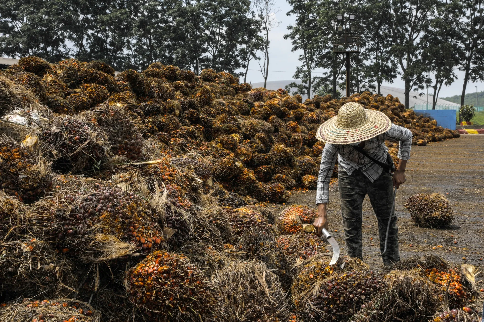 A worker inspects palm oil fruit bunches at a palm oil estate in Gemas, Johor, Malaysia.