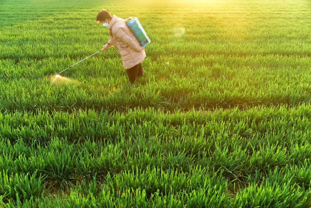 ZAOZHUANG, CHINA - MARCH 20, 2025 - A farmer sprays foliar fertilizer for wheat in Zaozhuang, Shandong province, China on March 20, 2025. (Photo credit should read CFOTO/Future Publishing via Getty Images)
