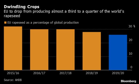 EU Farmers Are Getting Fed Up With Rapeseed as Bugs Chew Crops