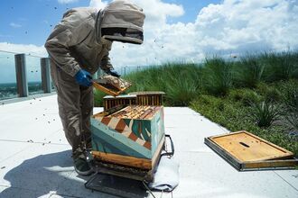 Urban Beekeeping - Beekeeper Brian VanMiddendorp