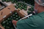 A worker labels avocados at a packing facility in Periban, Michoacan state, Mexico.