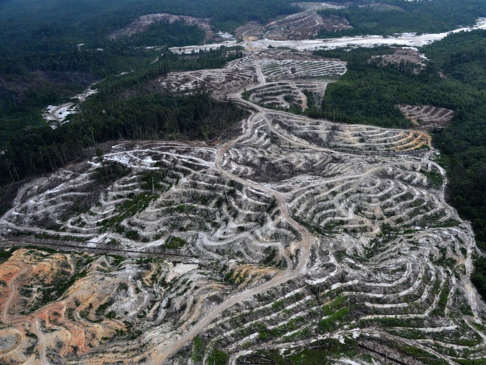 Deforestation in Borneo.