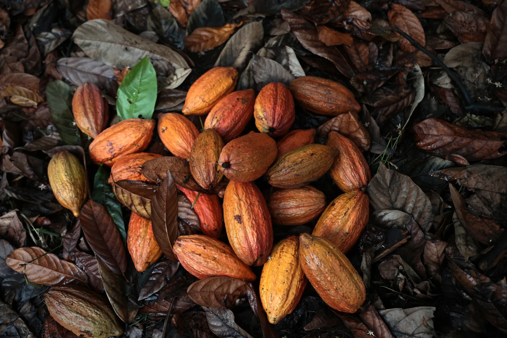The cocoa market had cooled, after surging to just under $12,000 a ton in April, on expectations of better harvests in West Africa.&nbsp;