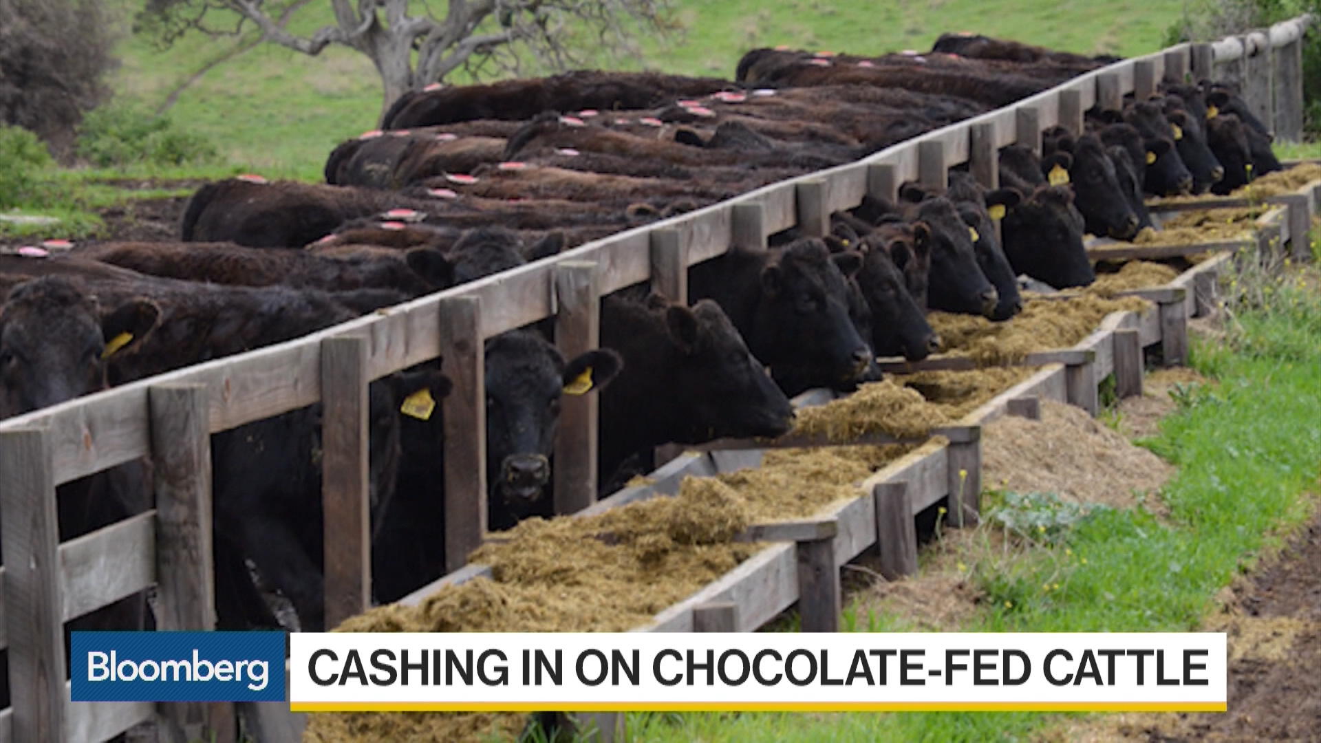 Mayura Station Cashes In On Chocolate Fed Cattle Bloomberg