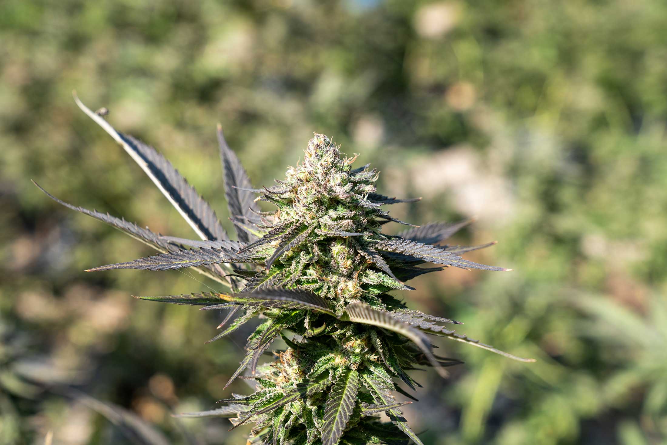 Flowering cannabis plants