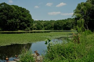 A Buried New York City Stream Gets a Second Life