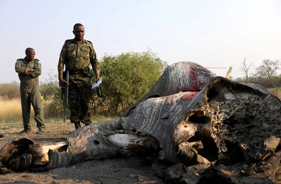 Elephants Can’t Vote, But They May Decide Botswana’s Election