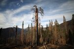 A dead giant sequoia tree after the Castle Fire in Sequoia National Forest, California, U.S.