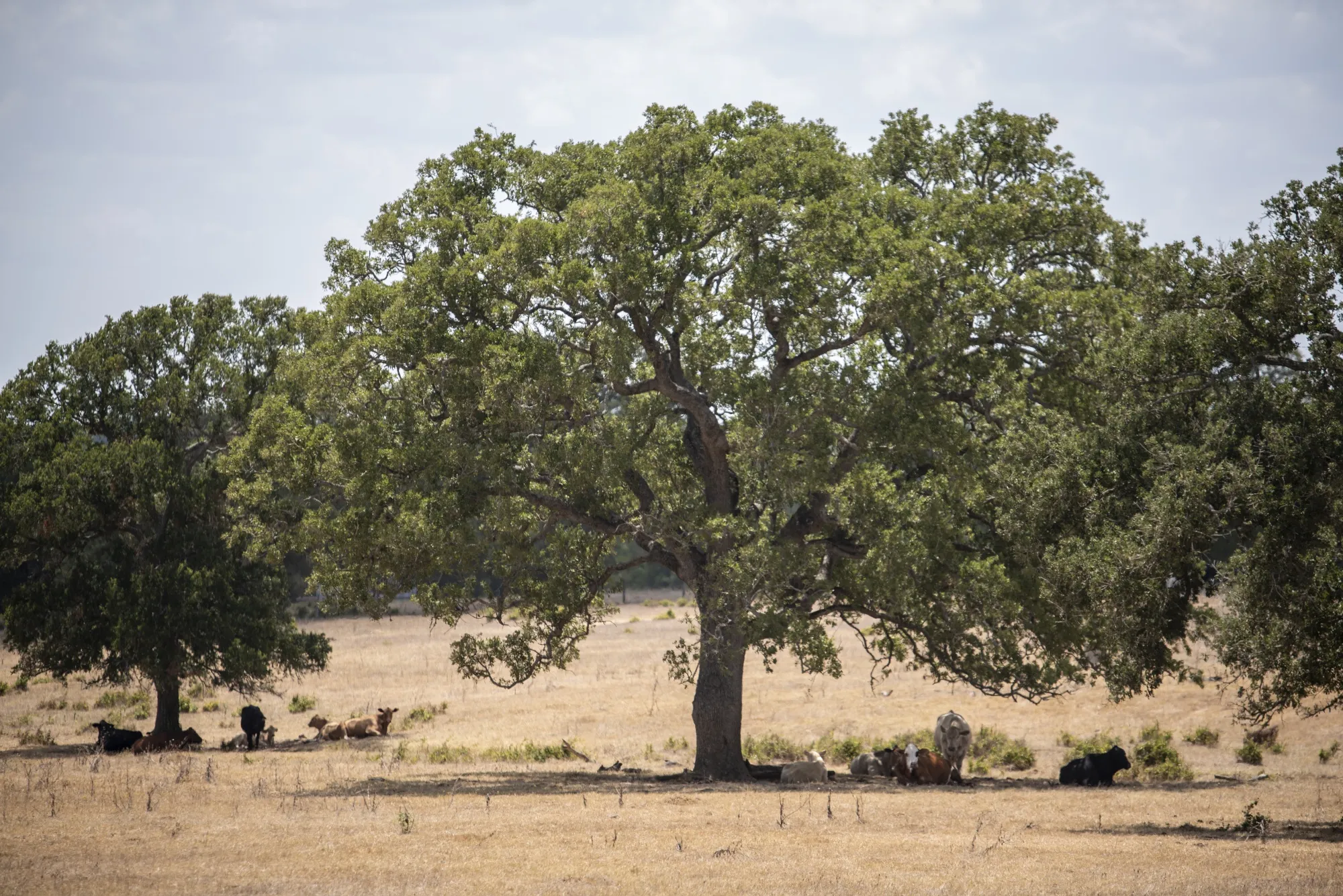 Chestnut Carbon develops&nbsp;new forests on marginal crop and pasture lands and has planted over&nbsp;17 million trees since 2022.