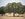 Cows Lie In The Shade Of Trees