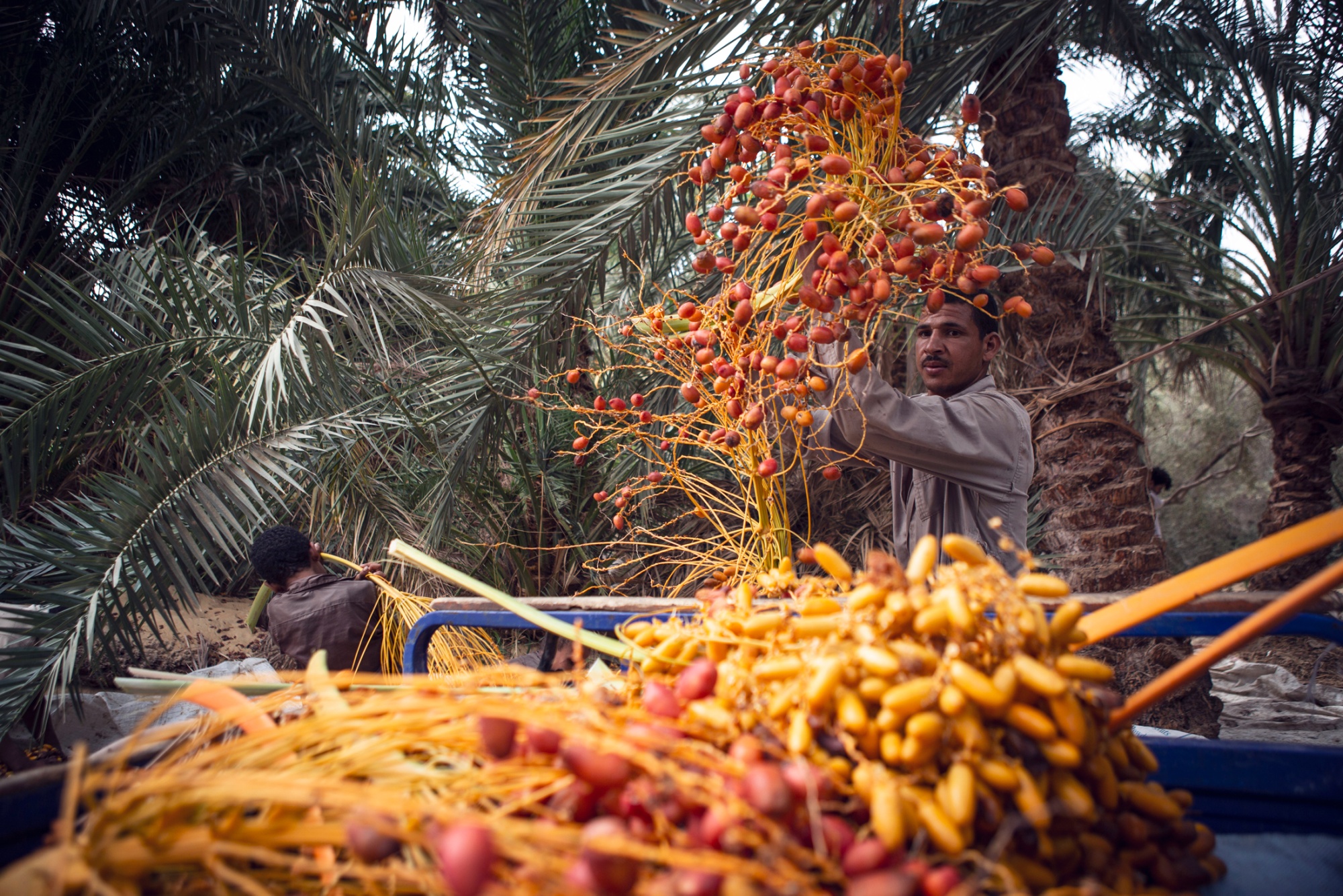 A date harvest in Siwa oasis, Egypt. Photographer: Getty Images/dpa/Gehad Hamdy