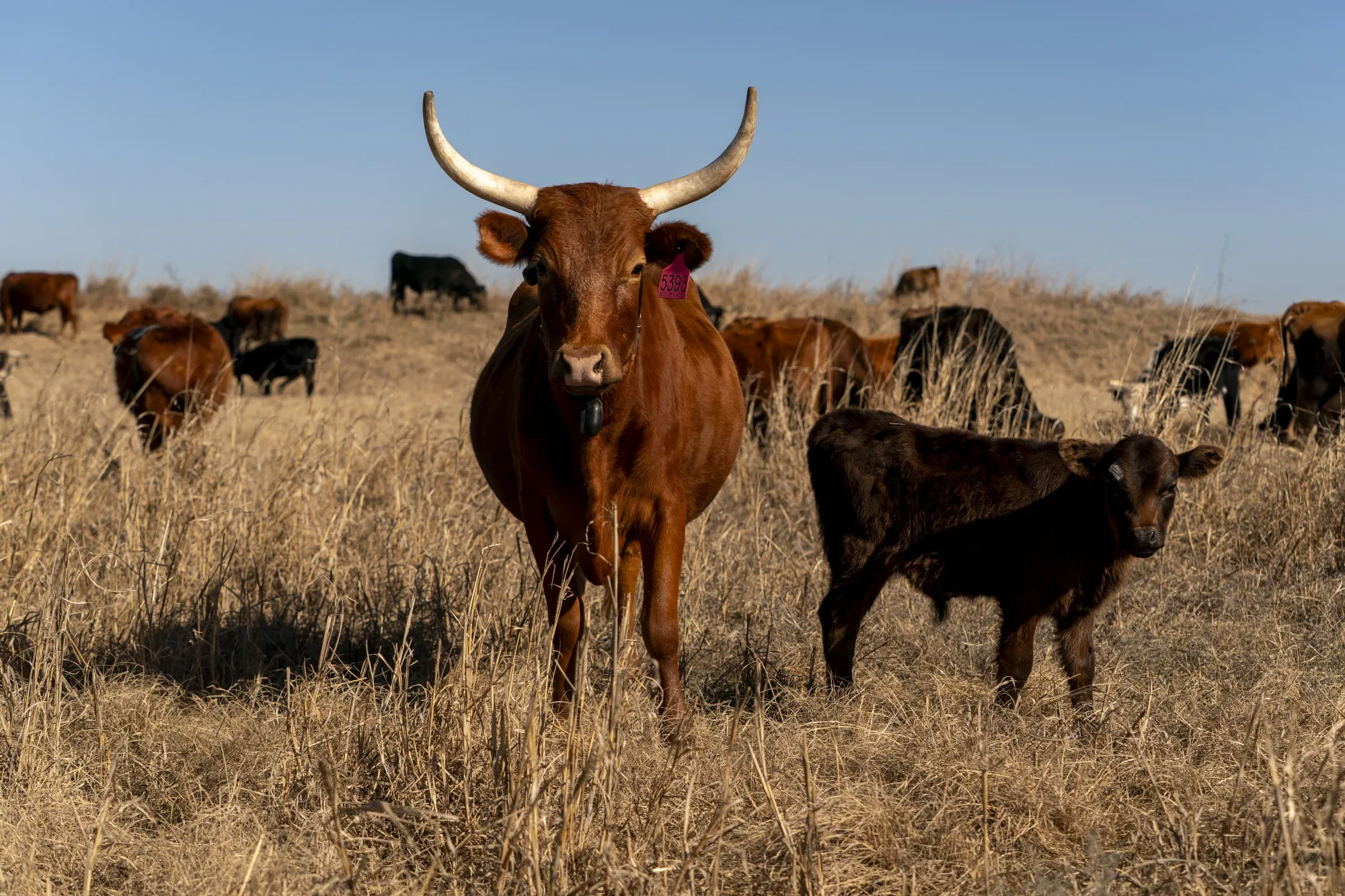 The US cattle herd has shrunk in recent years to the smallest since the early 1950s.