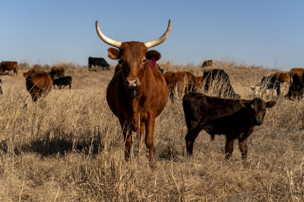 
                            Where’s the Beef? How a Fragile Cattle Market Is Driving Up Costs