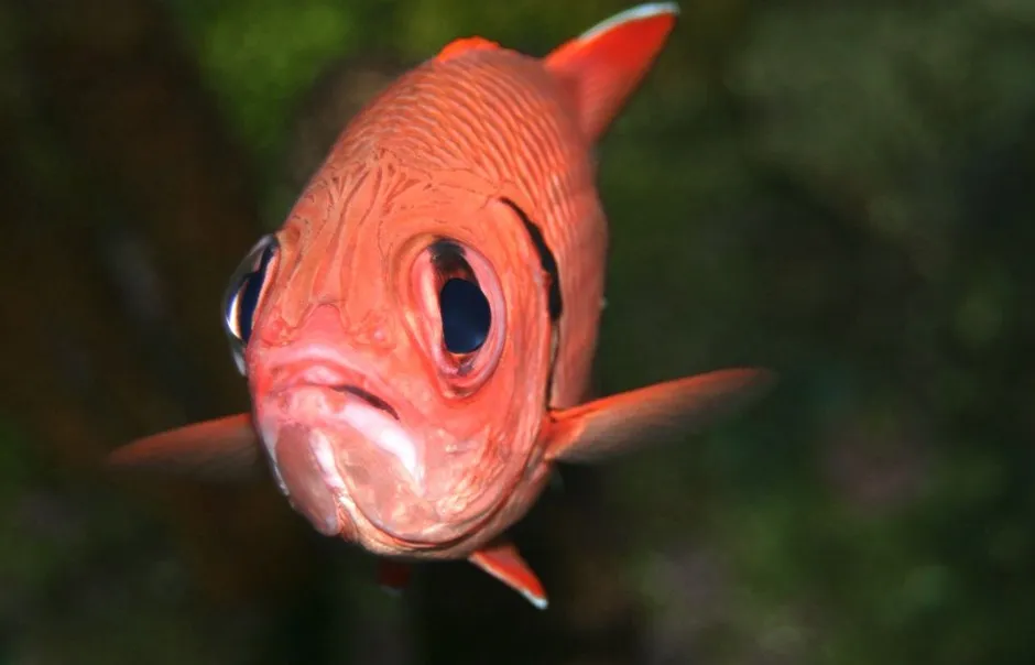 Ocean Acidification Could Be Creating Friendless Fish - Bloomberg