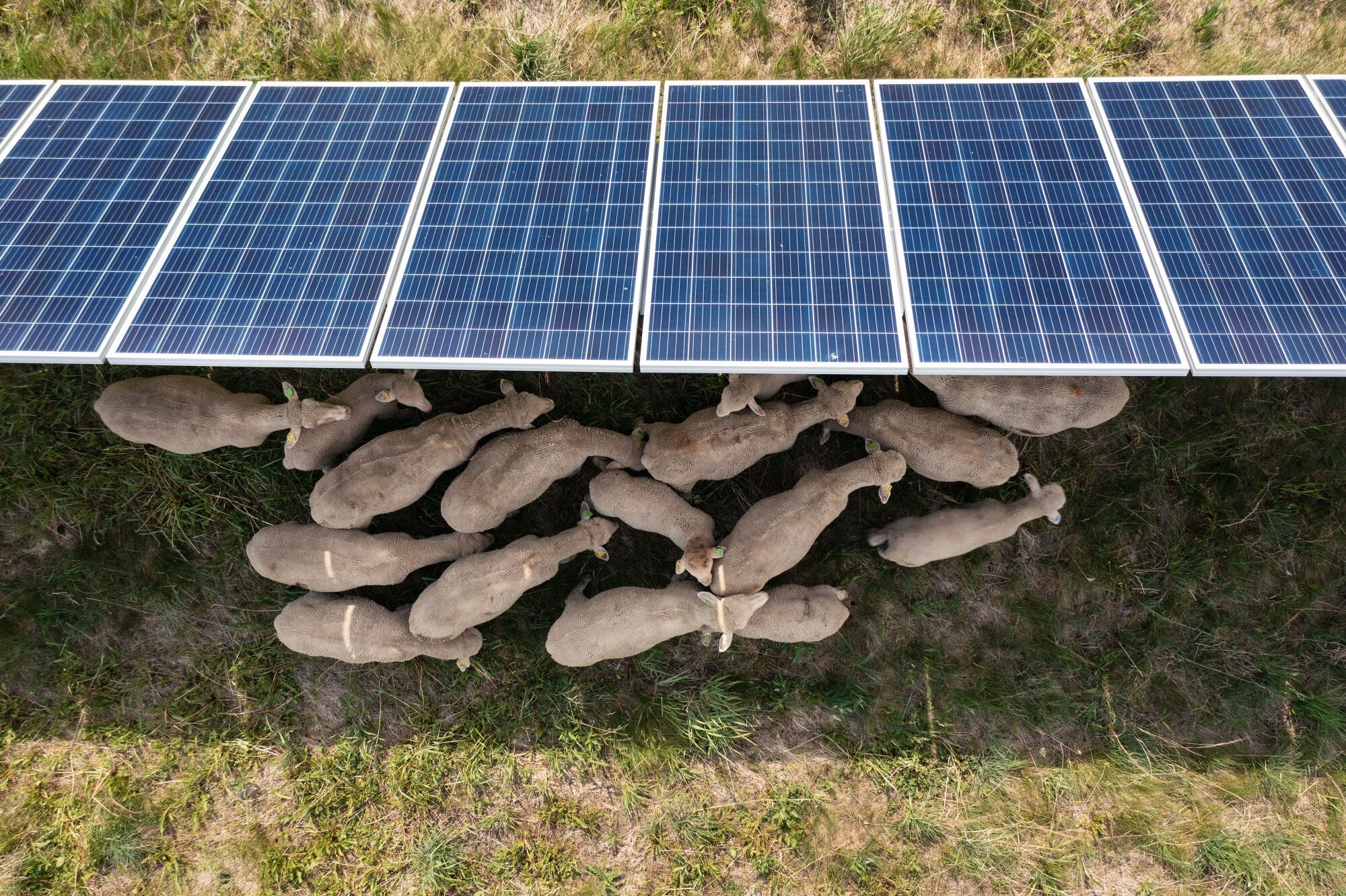 How Solar-Grazing Sheep Keep US Panels Out of the Shade
