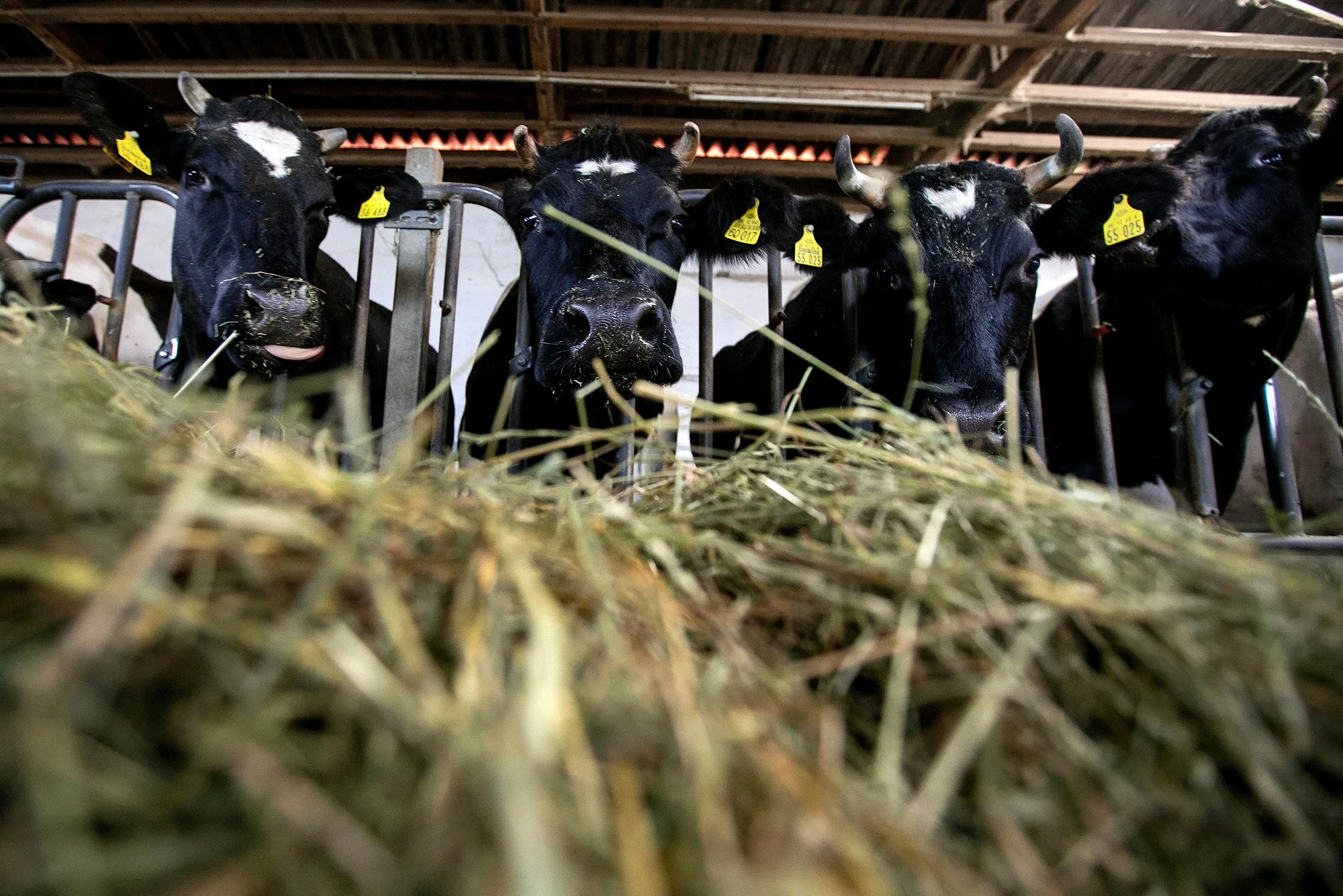 Cows graze on wheat straw in a cattle shed on a dairy farm&nbsp;in Vetschau, Germany.