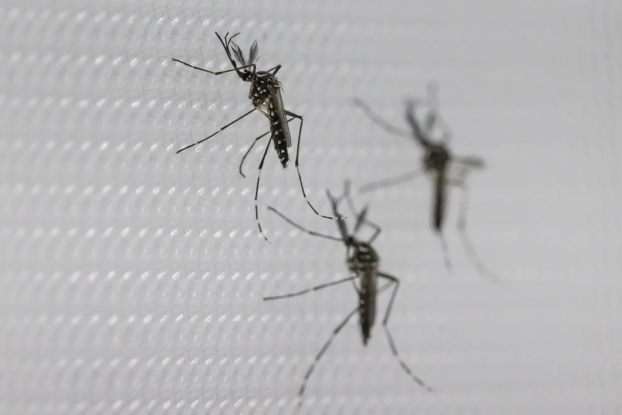 Mosquito-borne dengue isn’t a major worry in the US —&nbsp;yet.
