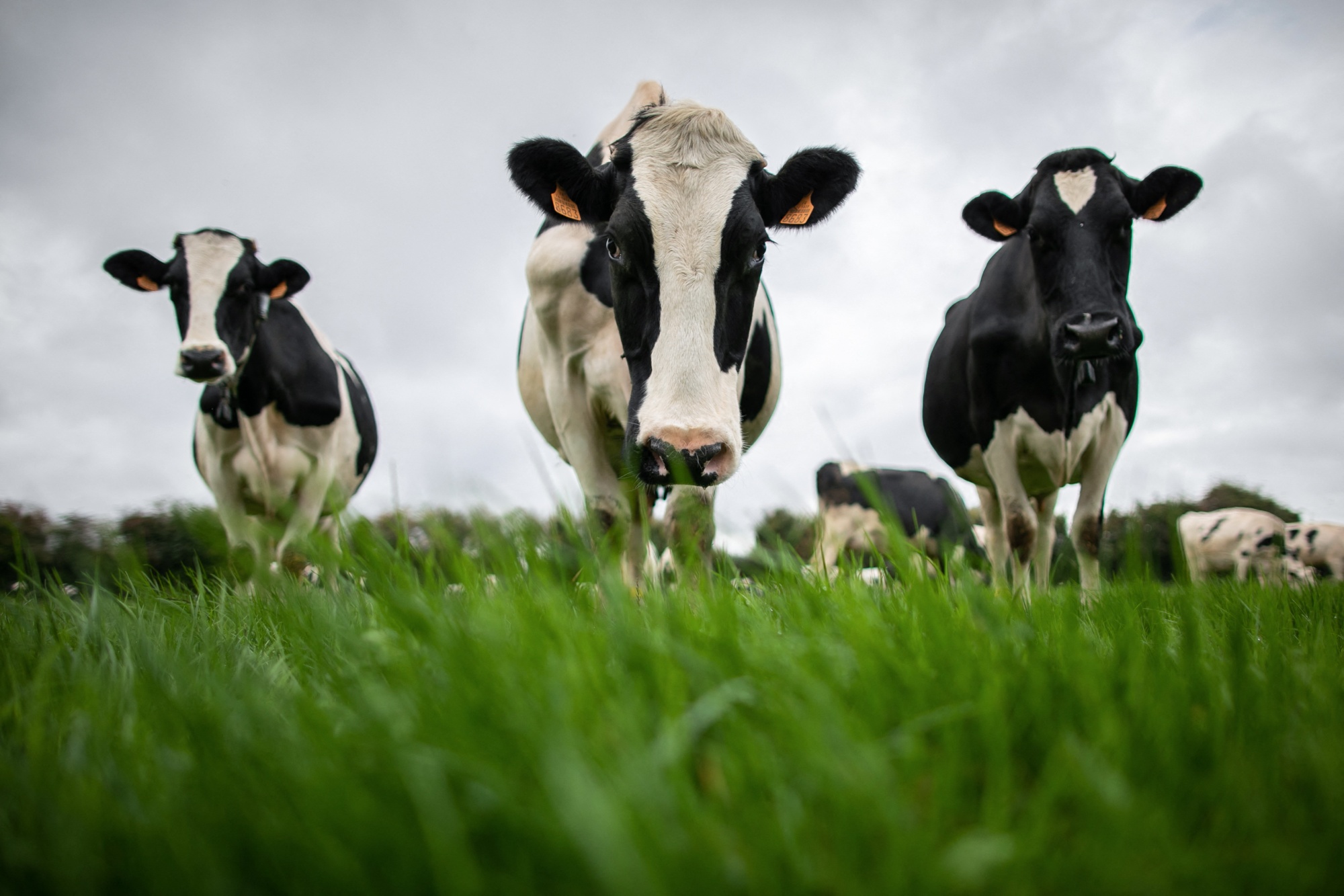 Dairy cows and avocado trees? You bet.