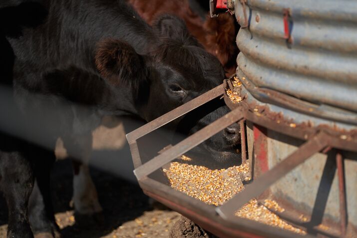 Argentina Soy Crop Forecast Slashed To Smallest On Record