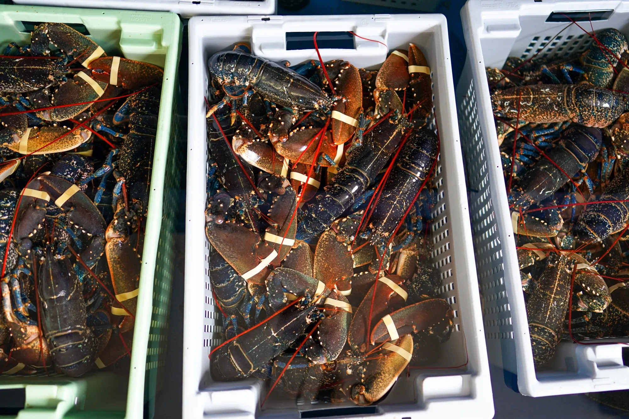 Lobster sits packed ready for distribution on the harbour in Scarborough, U.K.