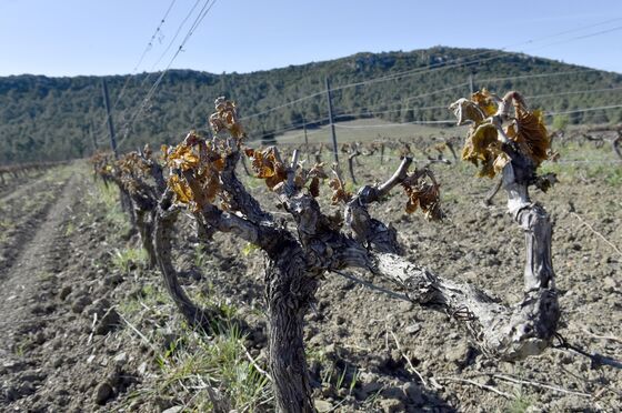 Farmers Take on ‘Post-Apocalyptic’ Food Crisis