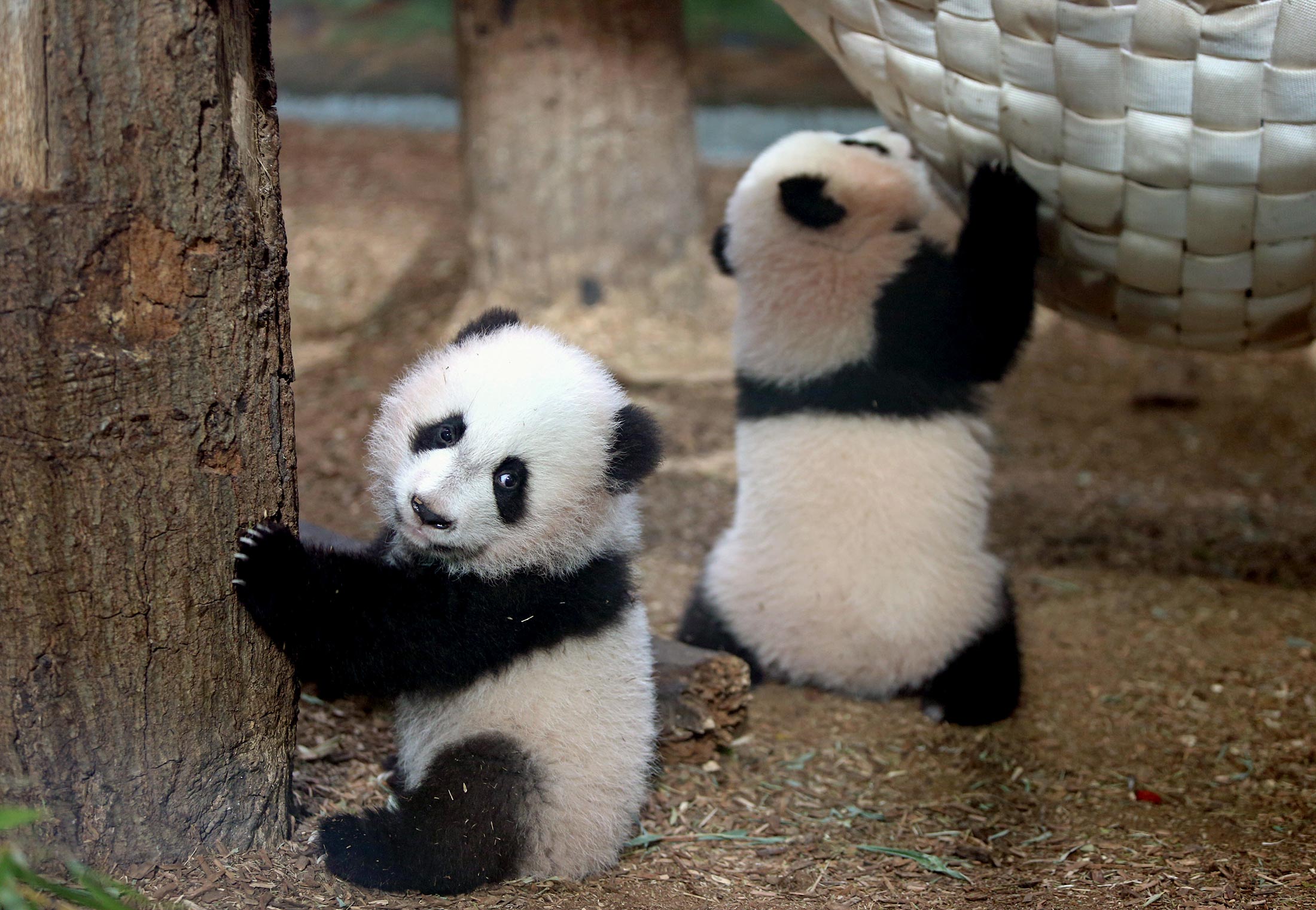 Bye, Bao Bao! Later, Mei Lun And Mei Huan! Pandas Leaving US