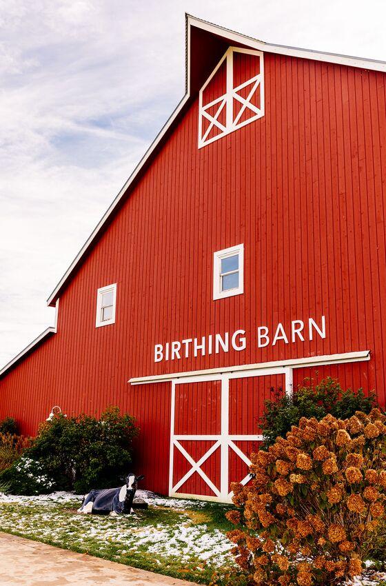 The Dairy Farm of Your Imagination Is Disappearing