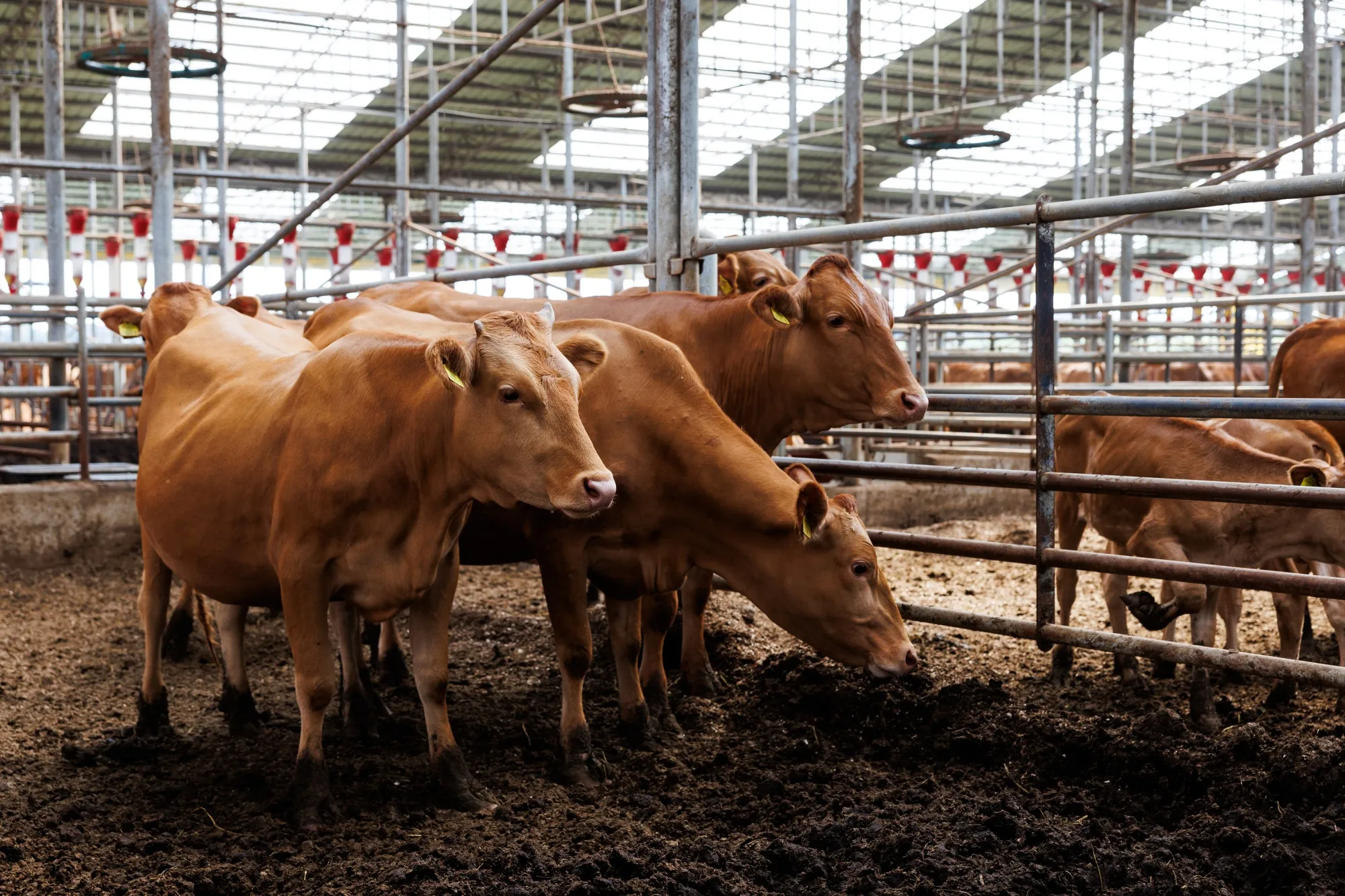 Global Meat Prices Extend Rally to Record on Tight Beef Supplies - Bloomberg